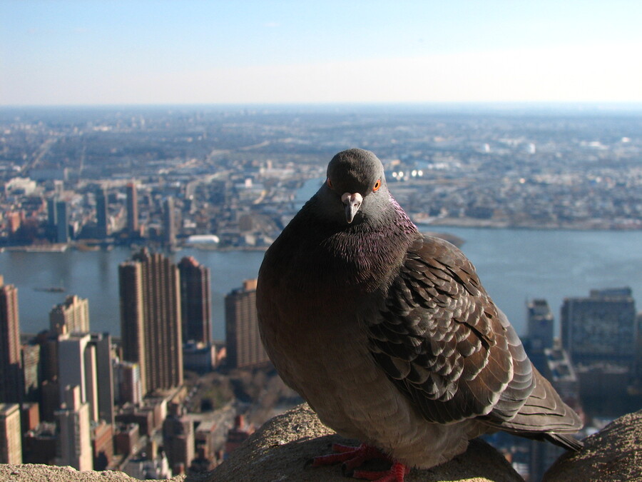 Dove at the Empire State Building