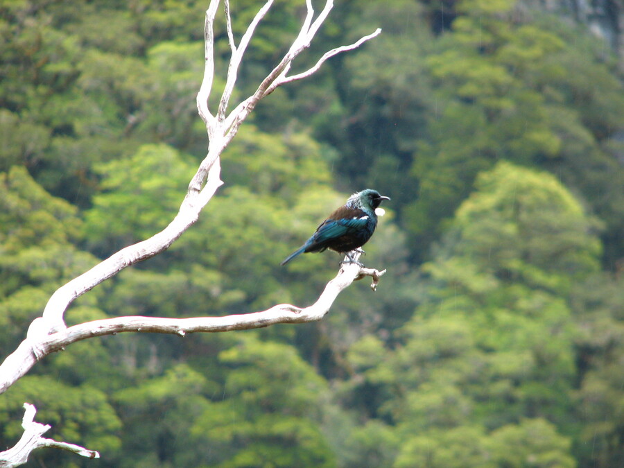 A Tui, you can hear him in the MP3