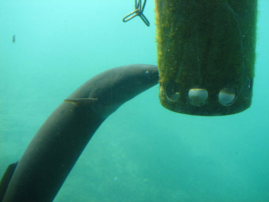 A Long-Finned Eel (Queenstown Underwater Observatory)