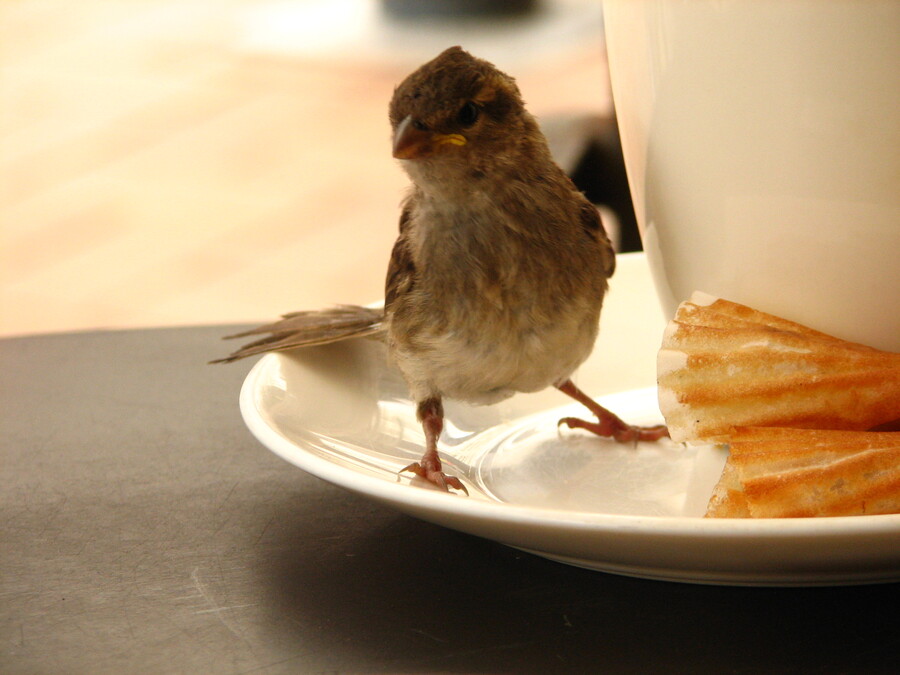 A Sparrow at Starbucks Wellington