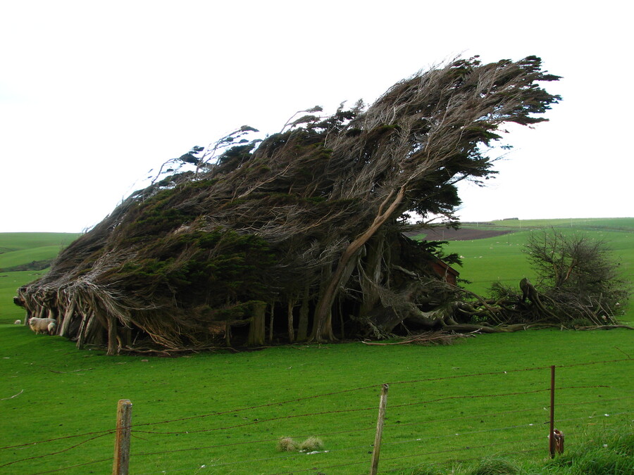 Stormbent trees