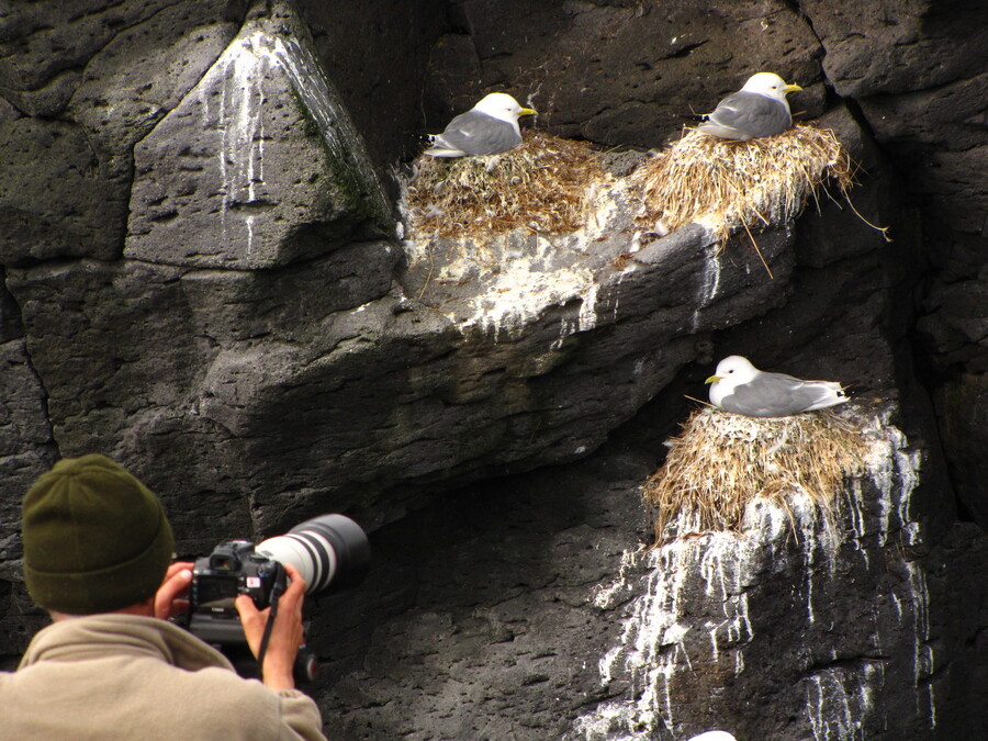 Breading Seagulls