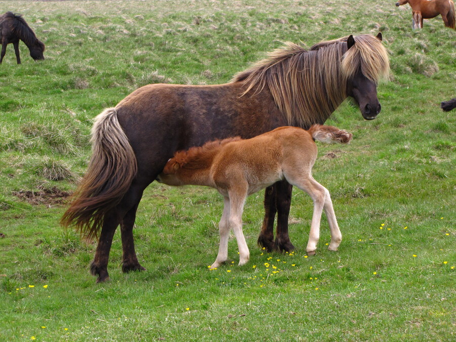 Icelander Horses