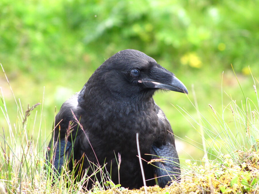 A Raven