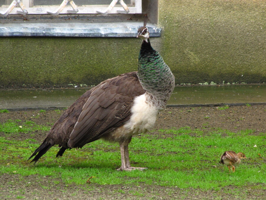Peacock and Chick