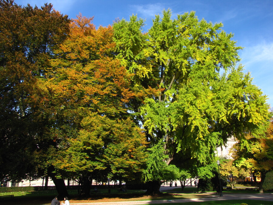 Trees at the Place de la Republique