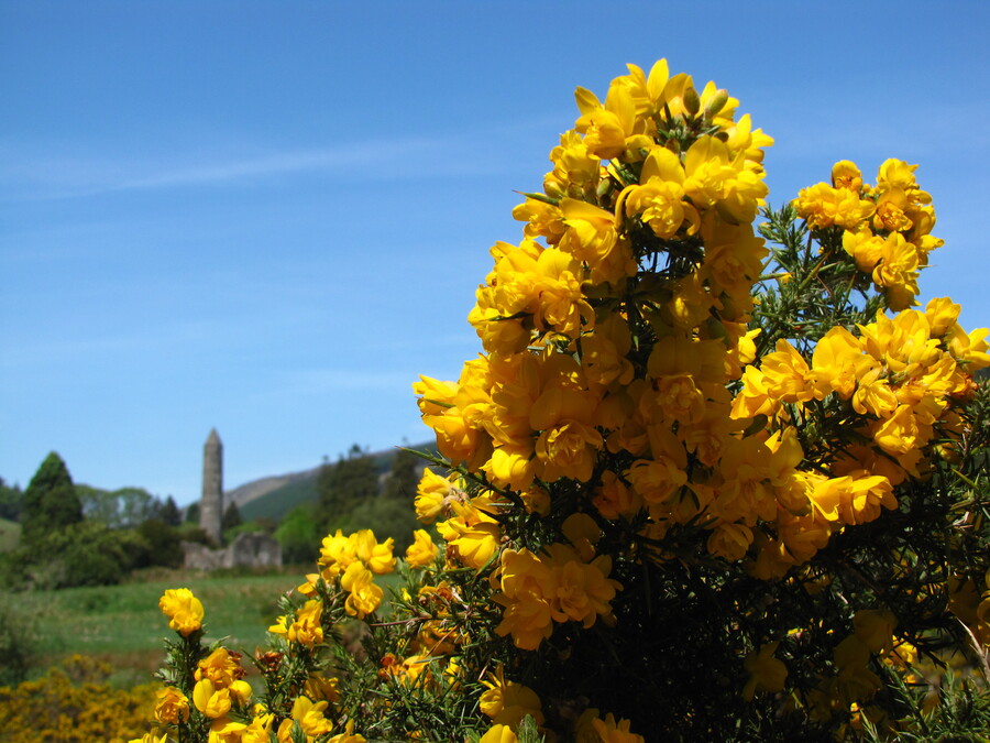 Blossoms at Glendalough