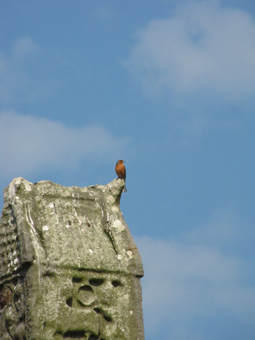 Bird on a Highcross