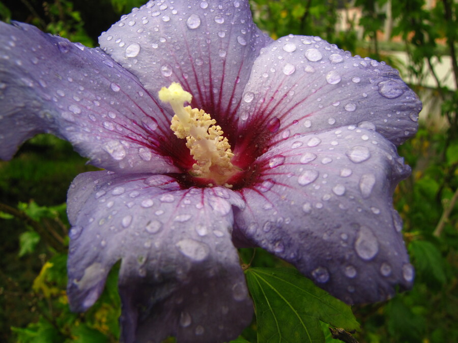 Water Droplets on a Flower