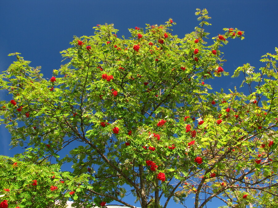 Rowan Berry Tree