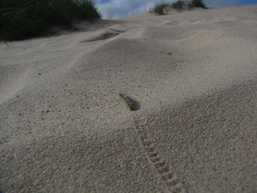 Caterpillar climbing the Dunes