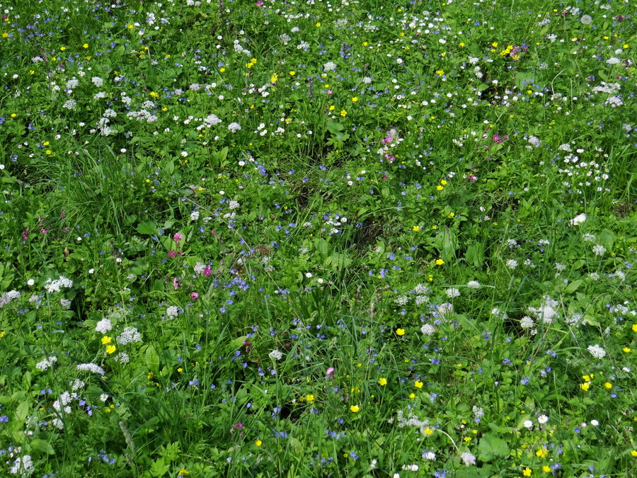 Allgäu Meadow
