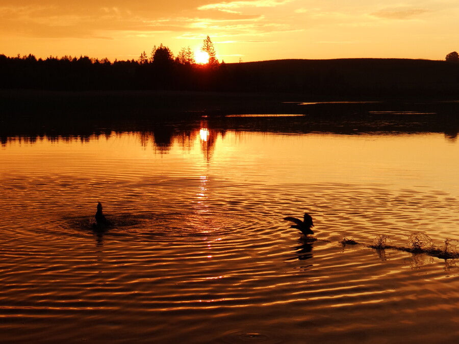 Ducks fighting in the Sunset