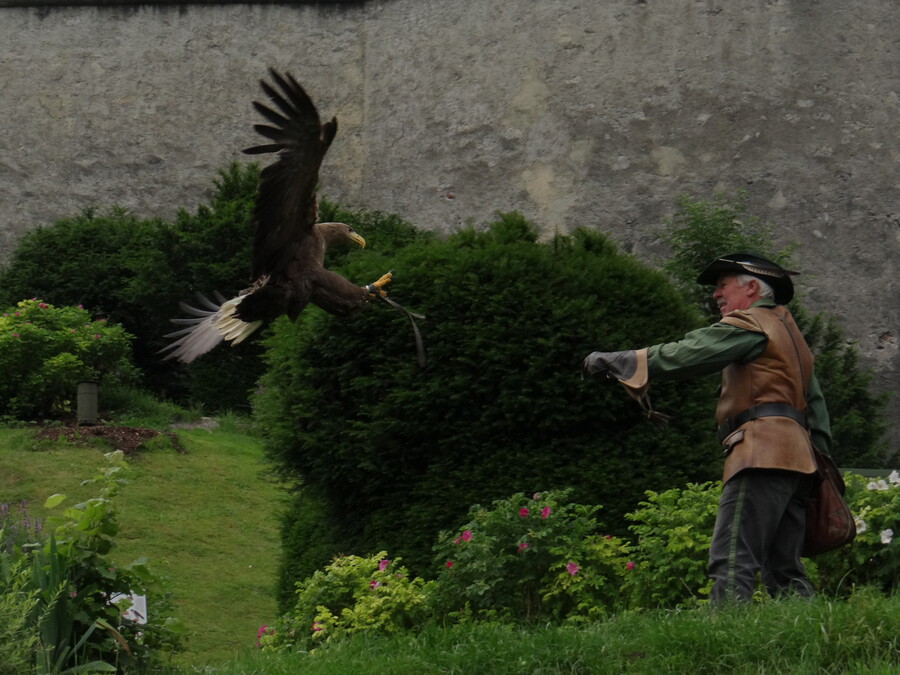 Falconry at Castle Hohenwerfen