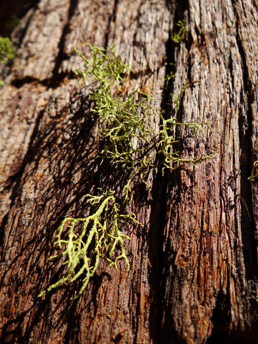 Moss on Giant Sequoia