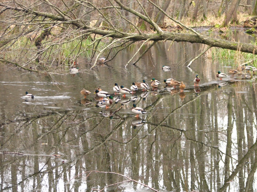 Ducks in a Pond