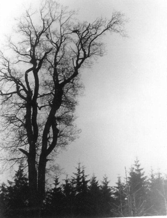 Dead Tree Dead Tree