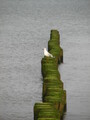 Seagull at the Baltic Sea