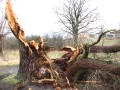 Storm Victim