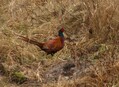 A Pheasant which crossed our way