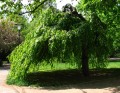 Canopy of Leaves