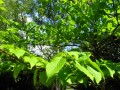 Fresh Green