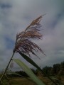 Grass - before