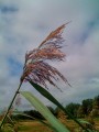 Grass - after