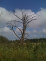 Dead Tree - before