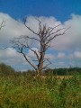 Dead Tree - after