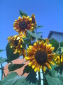 Sunflowers - before