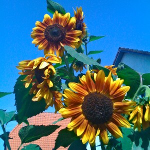 img_0131_lzn.jpg