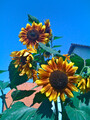 Sunflowers - after