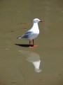 Seagull