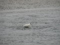 Some Kind of Duck?