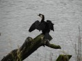 Sea Bird