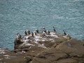 Sea Birds