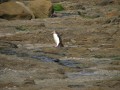 Yellow Eyed Penguin