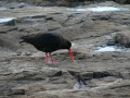 Either an Oyster Catcher or a (Black) Stilt