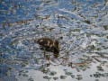 A Duck