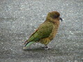 A Kea - A Mountain Parrot that loves windshield rubber :-)