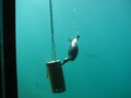 New Zealand Scaup  (Queenstown Underwater Observatory)