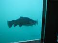 A Fish ;-)  (Queenstown Underwater Observatory)