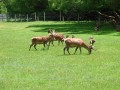 Commercial grown Deer