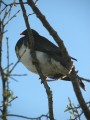 Wood Pigeon