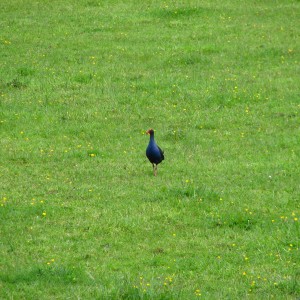 img_1572.jpg