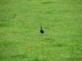 Maybe a Takahē