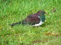 Wood Pigeon