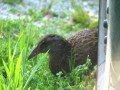 A Weka (a flightless and very curious bird)