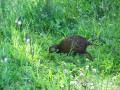 Weka